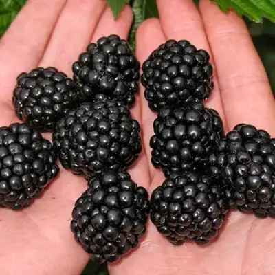 Ежевика ДЖАМБО бесшипная  в Слуцке