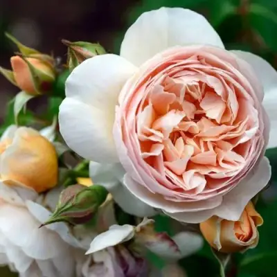 Роза ДЖУЛЬЕТТА английская в Слуцке