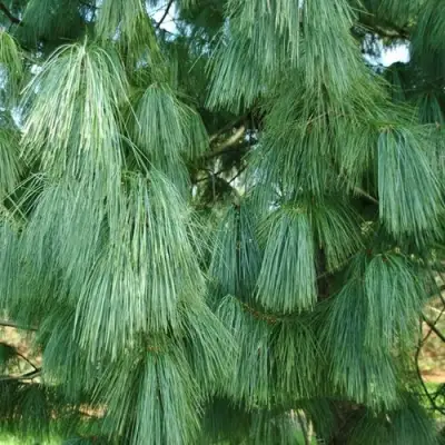 Сосна гриффита в Слуцке