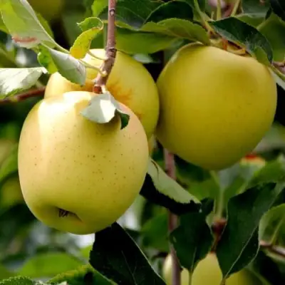 Яблоня ГОЛДЕН ВЛАДИМИРСКИЙ в Слуцке