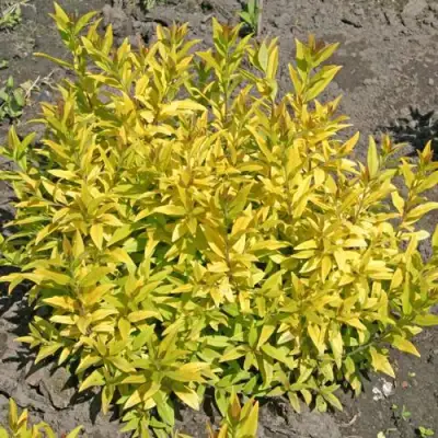 Бирючина АУРЕА обыкновенная в Слуцке