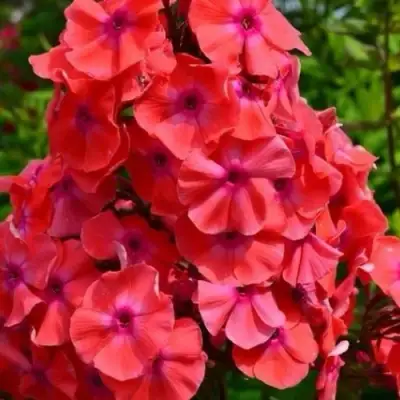 саженцы флокса