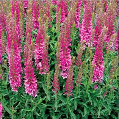 Вероника РОНИКА ФУКСИЯ в Слуцке