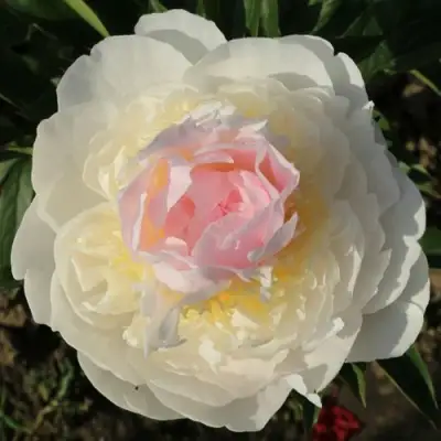 Пион БЛАШ КВИН травянистый в Слуцке