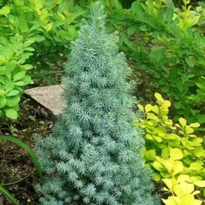 Ель КОНИКА сизая в Слуцке