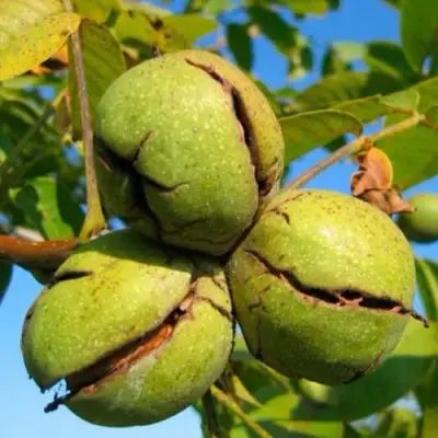 Грецкий орех ПИНСКИЙ в Слуцке