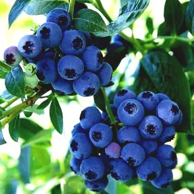 Голубика РЕКА в Слуцке