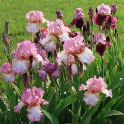 Ирис БЛАШИНГ ПИНК бородатый в Слуцке