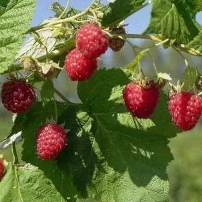 Малина КОЛОКОЛЬЧИК в Слуцке