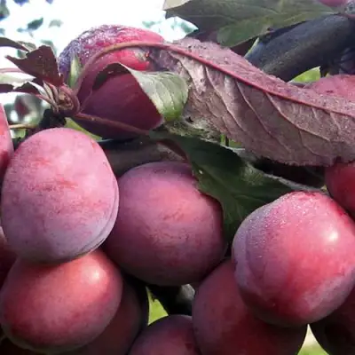 Слива ПАННА в Слуцке