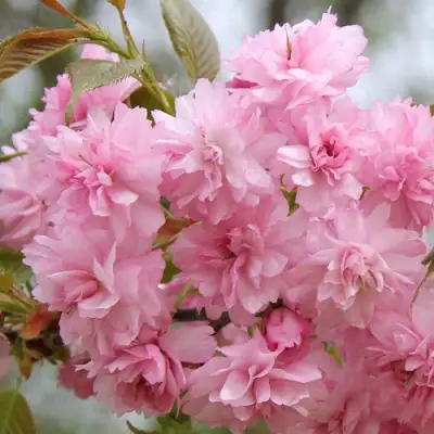 Сакура РОЗЕА ПЛЕНА в Слуцке