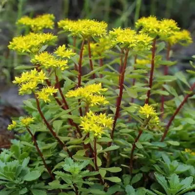 Очиток (седум) ИММЕРГРЮНХЕН в Слуцке