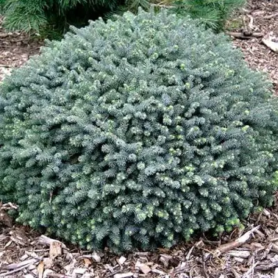 Ель ЭХИНИФОРМИС сизая в Слуцке