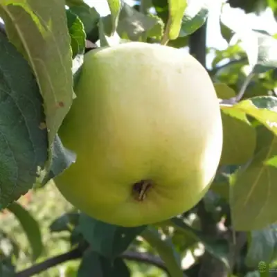 Яблоня АНТОНОВКА ОБЫКНОВЕННАЯ в Слуцке