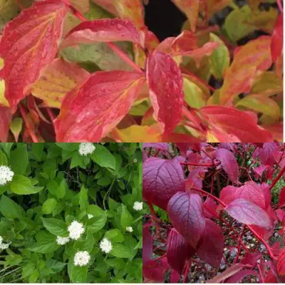 Комплект СЕВЕРНОЕ СИЯНИЕ в Слуцке