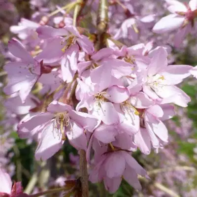 Сакура ПЕНДУЛА РУБРА в Слуцке
