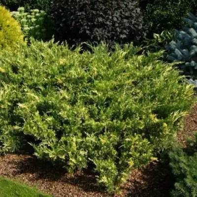 Можжевельник ВАРИЕГАТА казацкий  в Слуцке