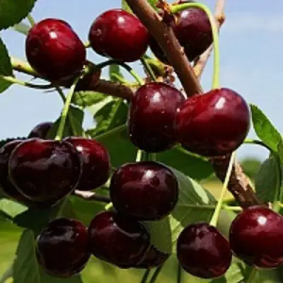 Вишня РОВЕСНИЦА в Слуцке