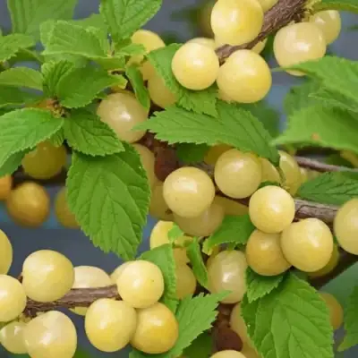 Вишня СНЕВИТ войлочная в Слуцке