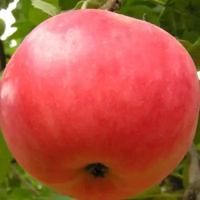 Яблоня СУЙСЛЕПСКОЕ (МАЛИНОВКА) в Слуцке