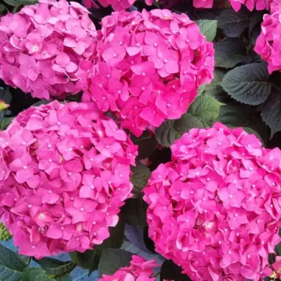 Гортензия ЭНДЛЕСС САММЕР ЛАВ крупнолистная в Слуцке