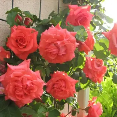 Роза ДИ ДИ БРИДЖУОТЕР плетистая в Слуцке