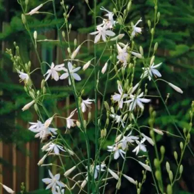 Венечник ветвистый в Слуцке