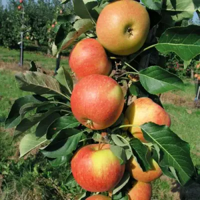 Яблоня ВОСТОРГ колонновидная в Слуцке