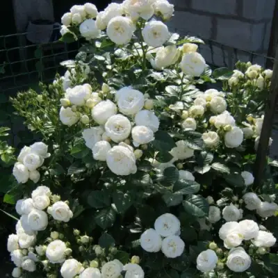 Роза АРТЕМИС шраб в Слуцке