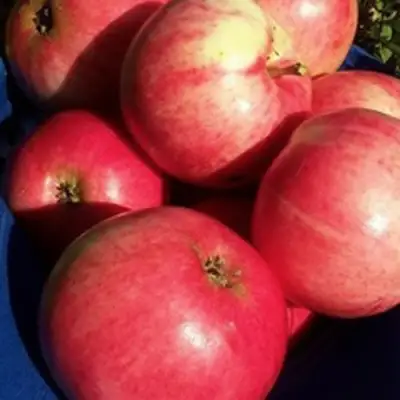 Яблоня СУЙСЛЕПСКОЕ (МАЛИНОВКА) в Слуцке