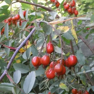 Роза сизая в Слуцке