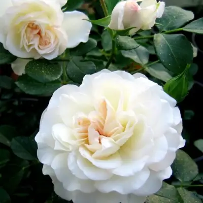 Роза ВАЙТ МЕЙДИЛАНД почвопокровная в Слуцке