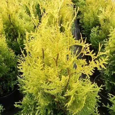 Туя ГОЛДЕН БРАБАНТ западная в Слуцке