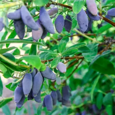 Жимолость съедобная БЛЮ БАНАНА (ГОЛУБОЙ БАНАН) в Слуцке