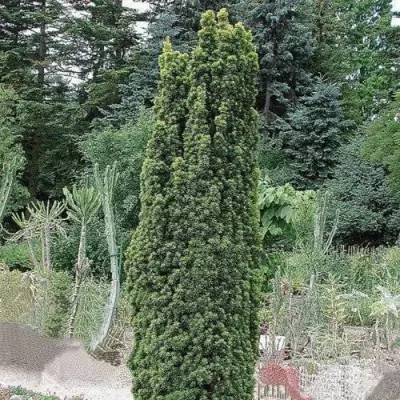 Тис ФАСТИГИАТА РОБУСТА  ягодный  в Слуцке