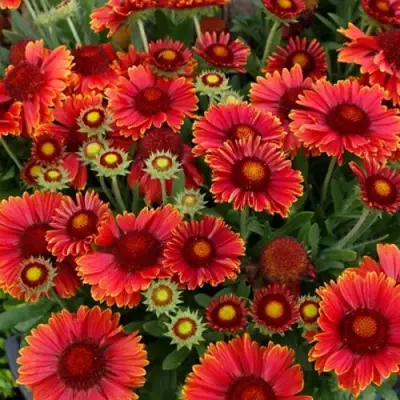 Гайлардия АРИЗОНА РЕД ШЕЙДС в Слуцке