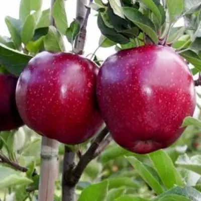 Яблоня РЕД ДЕЛИШЕС в Слуцке