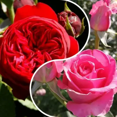 Комплект РОМАНТИЧЕСКИЙ БУКЕТ в Слуцке