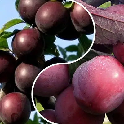 Комплект ИЗЮМИНКА САДА в Слуцке