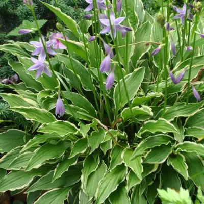 Хоста СТИЛЕТТО гибридная в Слуцке