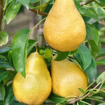 Груша ДЮШЕС ЛЕТНИЙ в Слуцке