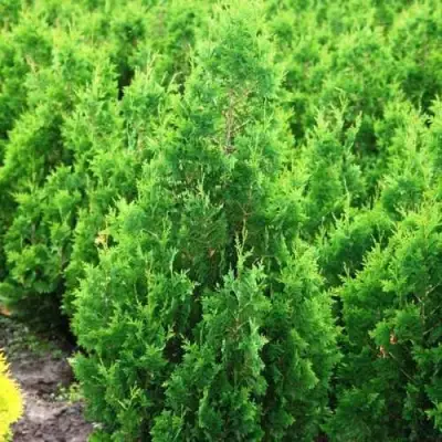 Туя СПИРАЛИС западная в Слуцке