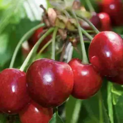 Дюк ИГРУШКА в Слуцке