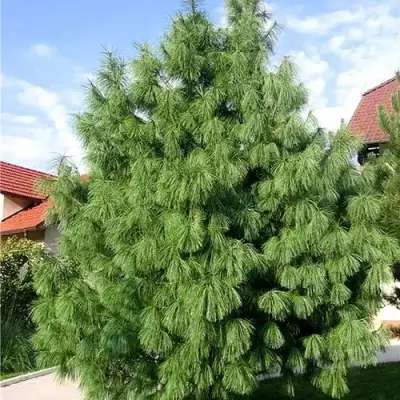 Сосна гриффита в Слуцке