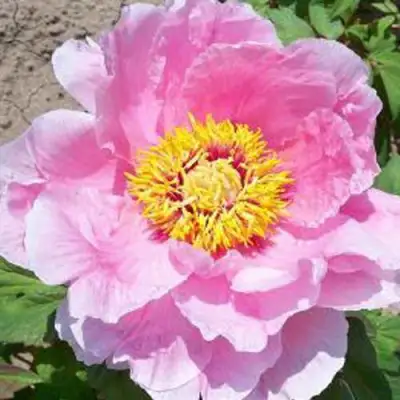 Пион МАРАМАЦУ-ЗАКУРА древовидный в Слуцке