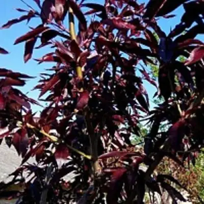 Персик БУРГУНДИ краснолистный в Слуцке