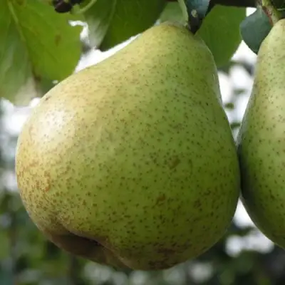 Груша ПЛАТОНОВСКАЯ в Слуцке