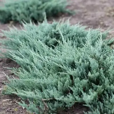 Можжевельник БЛЮ ЧИП горизонтальный  в Слуцке