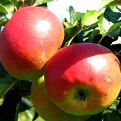 Яблоня СОКОЛОВСКОЕ стелющаяся в Слуцке