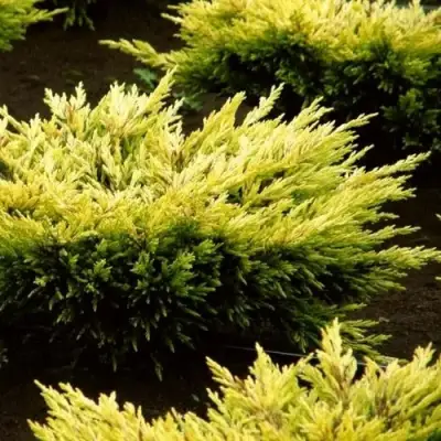 Можжевельник ЛАЙМ ГЛОУ горизонтальный  в Слуцке